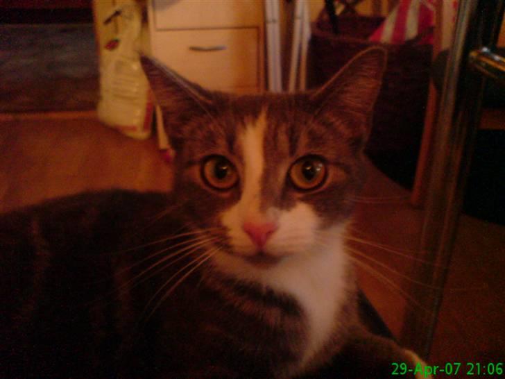 Huskat Freja - hvor skal du hen tiger... billede 2