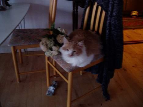 Maine Coon hannibal billede 1