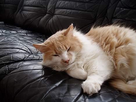 Maine Coon hannibal - den store løve billede 2