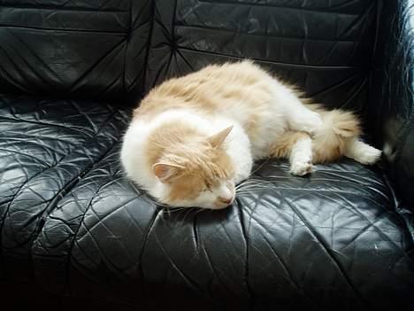 Maine Coon hannibal - det er åbenbart hårdt at være kat når man ikke skal lave noget. billede 3