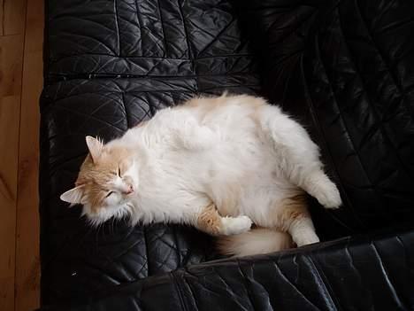 Maine Coon hannibal billede 4