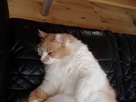 Maine Coon hannibal billede 5