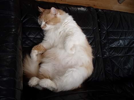 Maine Coon hannibal - en rigtig garfield kat. tænker kun på at spise og sove. hehe billede 6