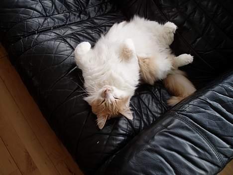 Maine Coon hannibal - hannibal har lige rullet sig over på maven fordi jeg kælede for ham. billede 7