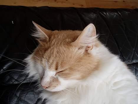 Maine Coon hannibal billede 8