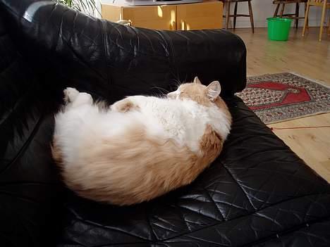 Maine Coon hannibal billede 9