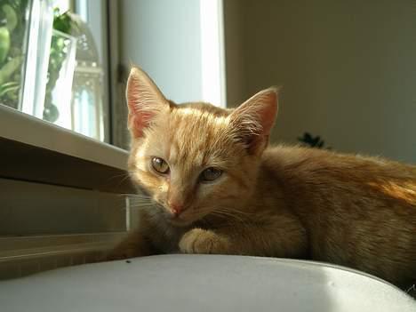 Huskat Garfild billede 1