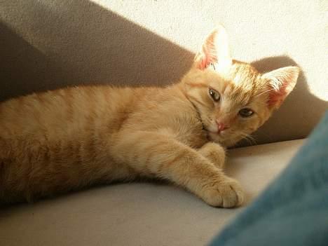 Huskat Garfild billede 2