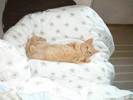 Huskat Garfild billede 3