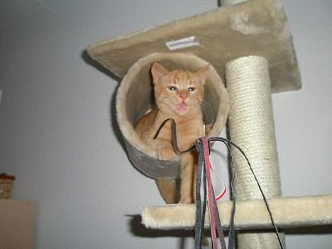 Huskat Garfild billede 4