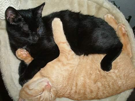 Huskat Garfild billede 5