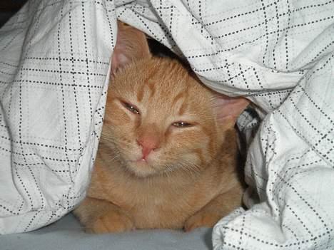 Huskat Garfild billede 6