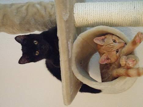 Huskat Garfild billede 7