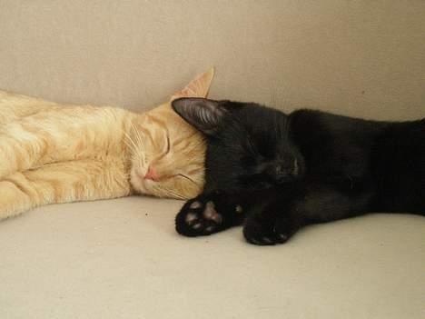 Huskat Garfild billede 8