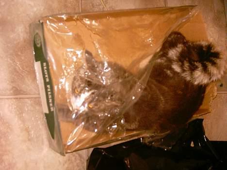 Huskat Freja - øv der er ikke noget i... billede 3