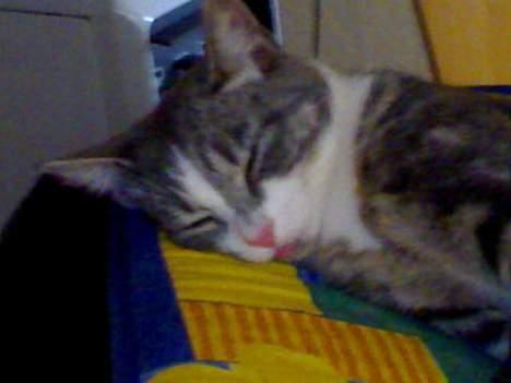 Huskat Freja - freja.. sommeren 2006... billede 4