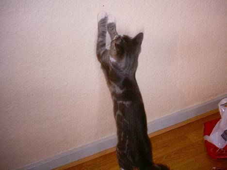 Huskat Freja - freja efter den røde plet.... billede 5