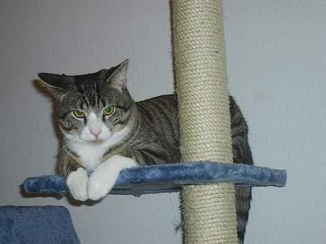 Huskat Balou billede 18