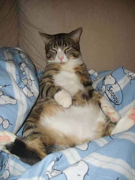 Huskat Balou billede 19