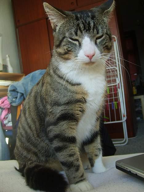 Huskat Balou billede 20