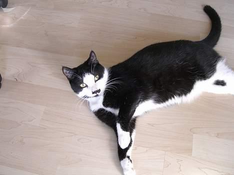 Huskat Gigi billede 15