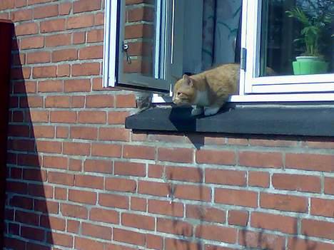 Blanding af racer Oscar billede 1