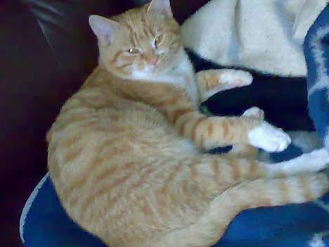 Blanding af racer Oscar billede 3