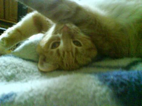 Blanding af racer Oscar billede 4