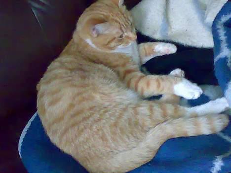 Blanding af racer Oscar billede 5