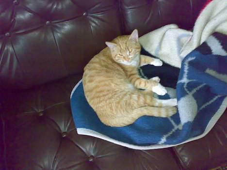 Blanding af racer Oscar billede 6