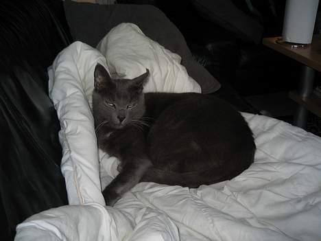 Blanding af racer Herkules (R.I.P) billede 9