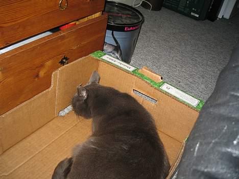 Blanding af racer Herkules (R.I.P) billede 10