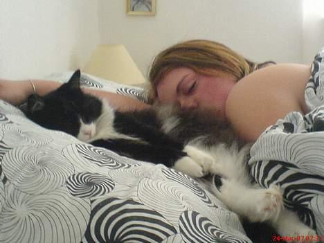 Norsk Skovkat Majlund's Amanda *R.I.P* billede 5