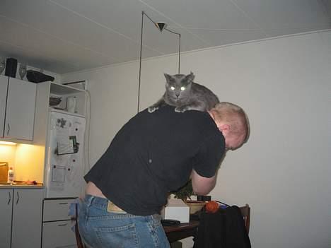 Blanding af racer Herkules (R.I.P) billede 12