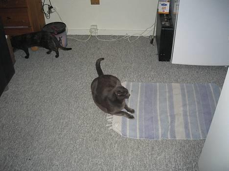 Blanding af racer Herkules (R.I.P) billede 13