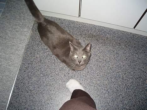 Blanding af racer Herkules (R.I.P) billede 14