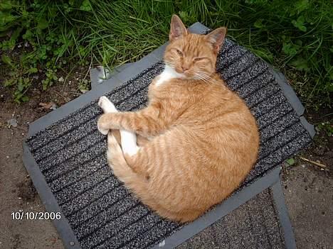 Huskat Tjalfe - ja.. jeg kommer nu.. billede 14