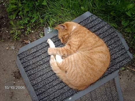 Huskat Tjalfe - ..jeg skal bare lige.. billede 15