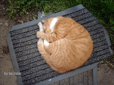 Huskat Tjalfe - snooork snoooork billede 16