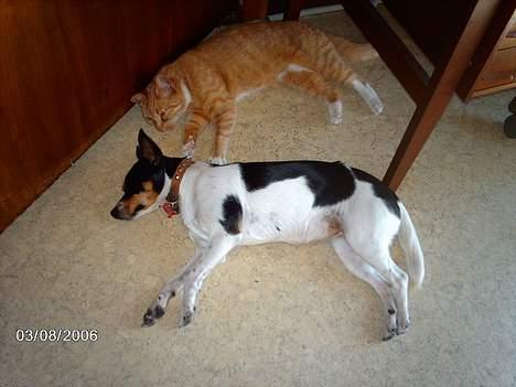 Huskat Tjalfe - jaja.. Molly er god nok ENGANG imellem.. billede 18