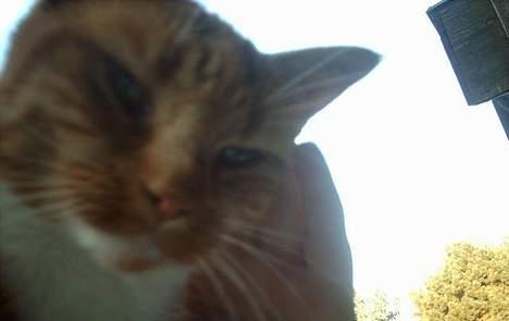 Huskat Tjalfe - ja.. ja.. jeg er henrivende.. tak for besøget.. kig gerne ind igen.. jeg er der altid..:P billede 19