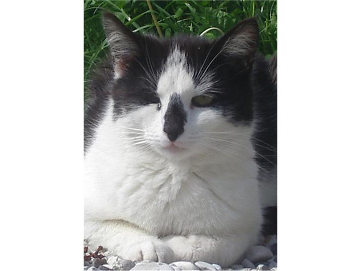 {{currentPhoto.altText}} billede {{currentPhoto.number}}