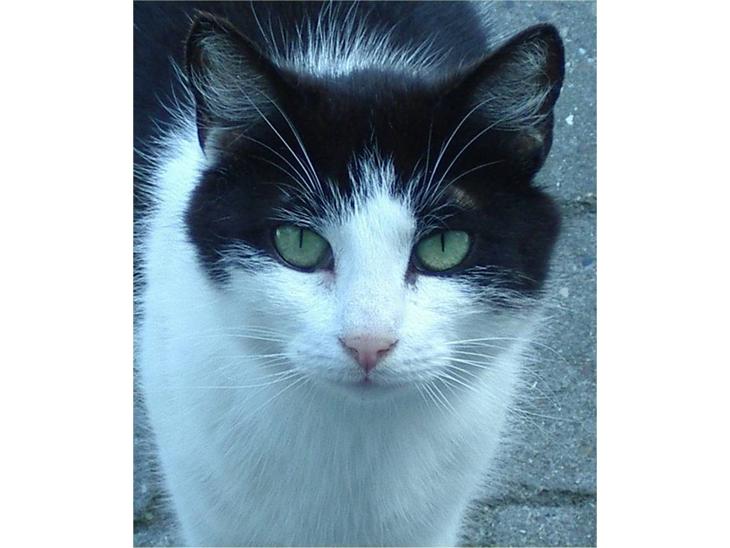 {{currentPhoto.altText}} billede {{currentPhoto.number}}