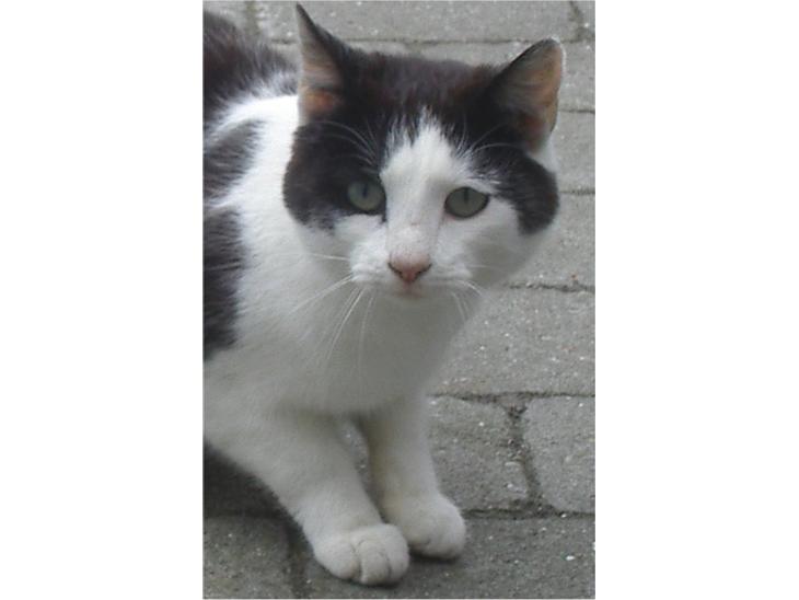 {{currentPhoto.altText}} billede {{currentPhoto.number}}