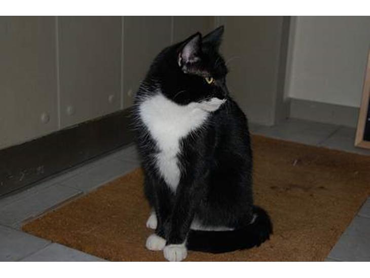 {{currentPhoto.altText}} billede {{currentPhoto.number}}