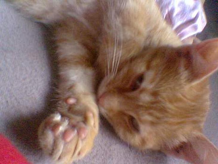 {{currentPhoto.altText}} billede {{currentPhoto.number}}