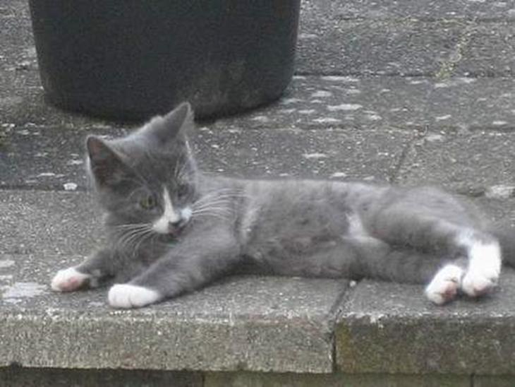 {{currentPhoto.altText}} billede {{currentPhoto.number}}