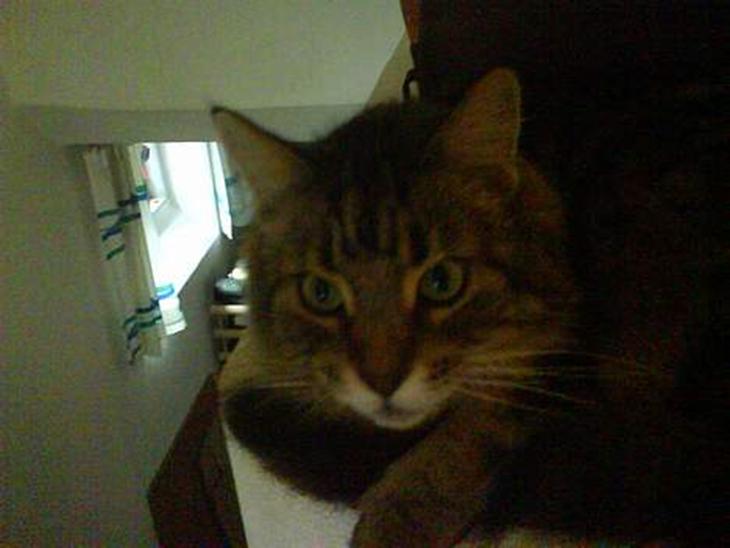 {{currentPhoto.altText}} billede {{currentPhoto.number}}