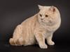 British Shorthair Zeus