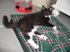 Maine Coon DK Cleopracoon's Valentin [ Himmelkat]
